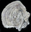 Fossil Oyster With Fossil Pearl - Smoky Hill Chalk, Kansas #31434-1